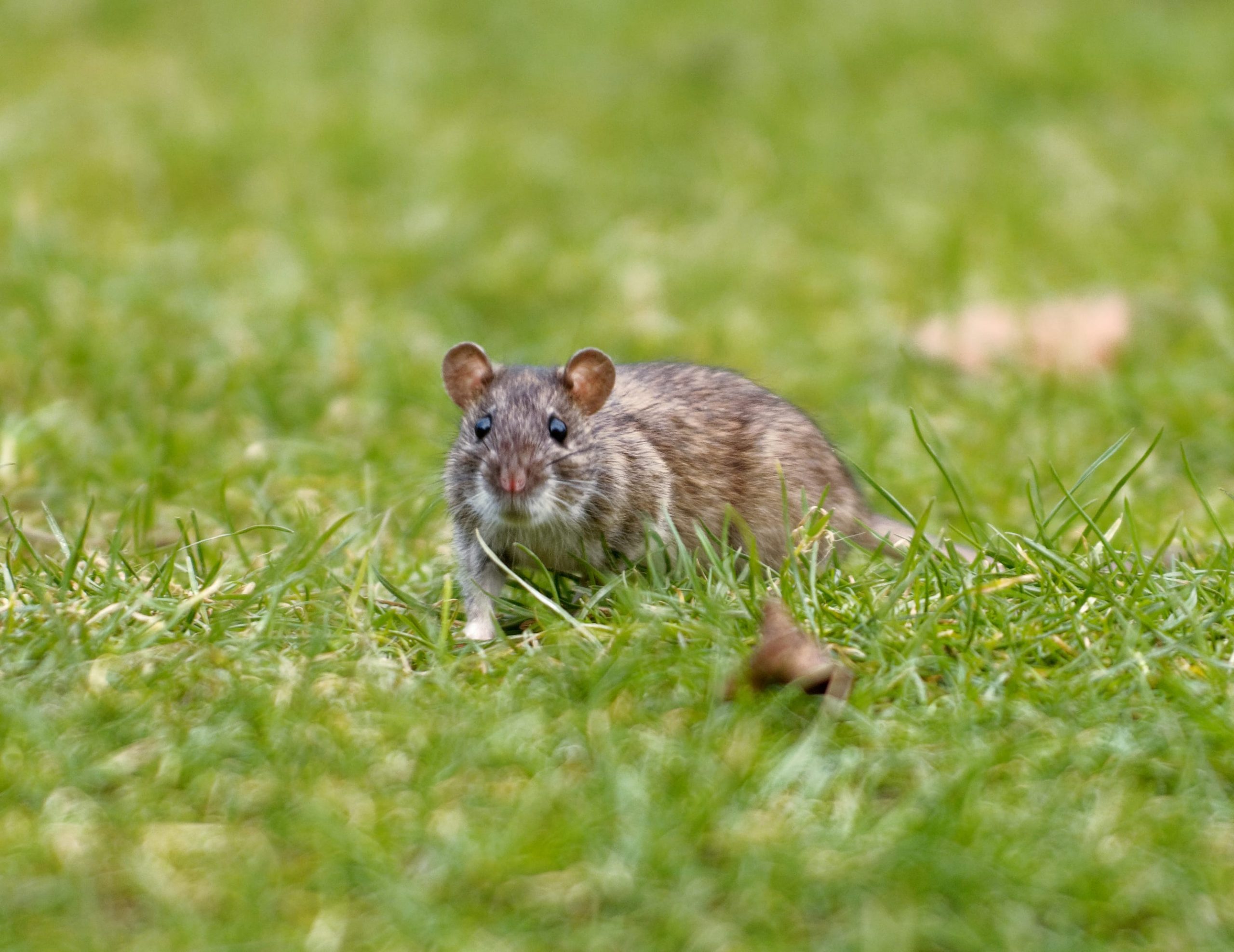 Managing Rat Nests Found Under Your Deck - Pest Control Burlington